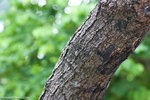 _MG_5076-2