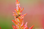_MG_5086-2