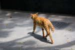 _MG_5106-2