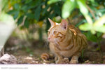 _MG_5113-2