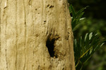 @560mm (with 1.4x)