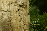 @560mm (with 1.4x)