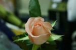 ISO 400