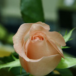 ISO 400 (100% crop)