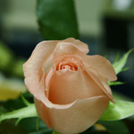 ISO 100 (100% crop)