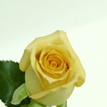 ISO 1600 (100% crop)