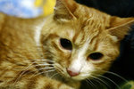 _MG_0584-2