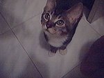 cat4