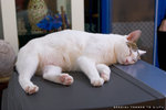 _MG_1711-2