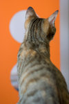 _MG_7785-2