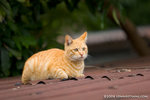 _MG_3711-2