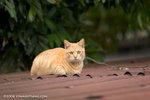_MG_3718-2