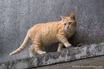_MG_3735-2