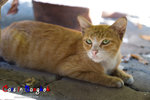 _MG_0010-2