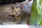 _MG_0041-2