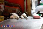 _MG_9780-2