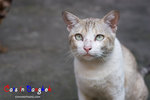 _MG_9815-2