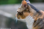 _MG_8971-2