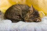 _MG_0681-2