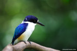 a_MG_2186