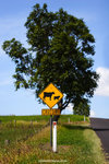 a_MG_2536
