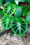 a_MG_2630