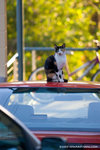 _MG_2428-2