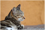 a_MG_2906