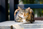 _MG_5228-2