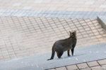 _MG_6378-2