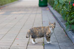 _MG_6403-2