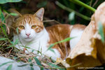 _MG_2413-2