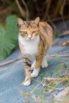 _MG_2420-2