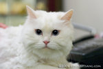 _MG_5874-2