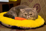 _MG_2201-2