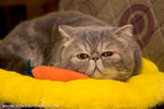 _MG_2204-2