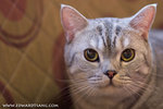 _MG_2244-2
