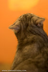_MG_2249-2