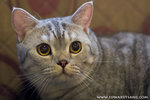 _MG_2263-2