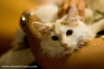 _MG_2271-2