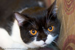 _MG_2296-2
