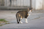 _MG_5810-2