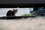 _MG_5823-2