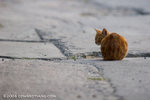 _MG_5838-2