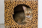 _MG_3460-2