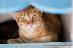 _MG_3463-2