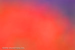 _MG_4762-2