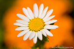 _MG_4782-2