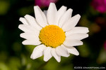 _MG_4787-2