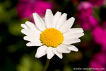 _MG_4789-2